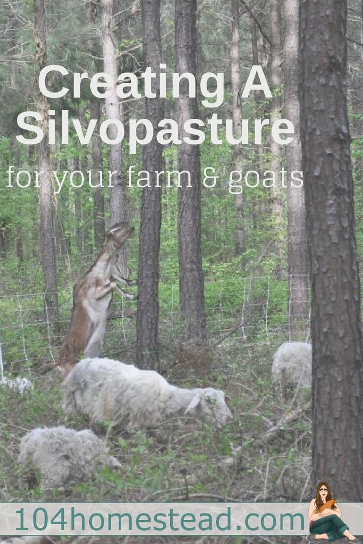We are looking to expand our homestead by purchasing a gorgeous farm that has everything (except pasture). That's fine for the goats I already have, but it simply doesn't work for my dreams of fiber sheep and a guard llama. With a technique called silvopature, I might just be able to make this work.