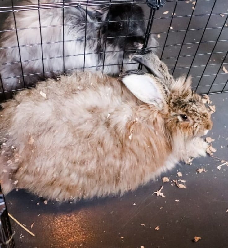 Litter box material for angoras needs to accomplish a few things. It needs to be super absorbent. It needs to be safe and not cause impaction. It needs to stay out of the fiber (which is the biggest obstacle). And if it can be composted, well that's just gravy.