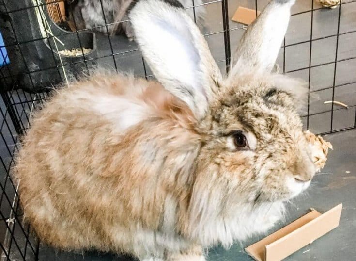 Litter box material for angoras needs to accomplish a few things. It needs to be super absorbent. It needs to be safe and not cause impaction. It needs to stay out of the fiber (which is the biggest obstacle). And if it can be composted, well that's just gravy.