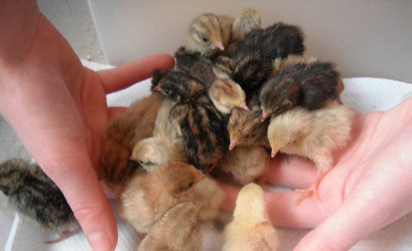 A handful of Coturnix quail chicks in a bunch of different colors.