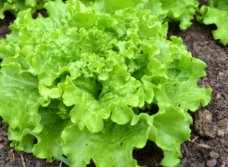 Ruffled head of lettuce growing in a back to eden garden with wood chips.