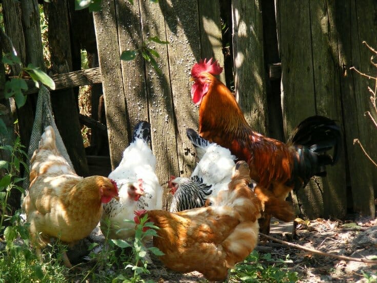 A group of chickens foraging through wood chips in the backyard.