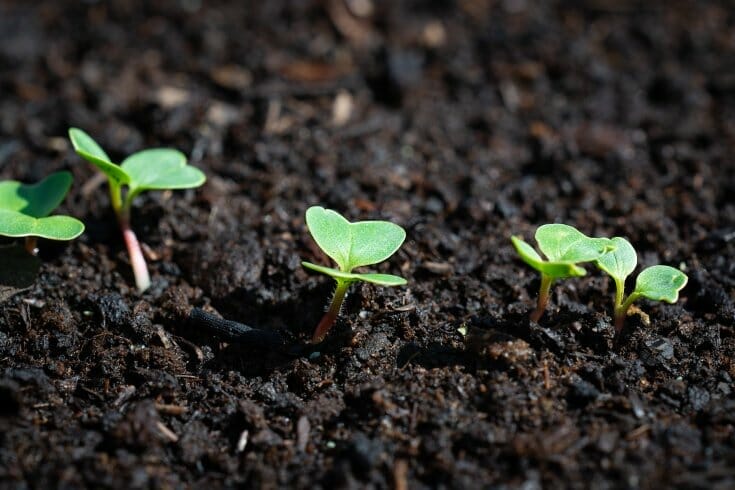 Little radish seedlings growing up through some very well broken down wood chips.