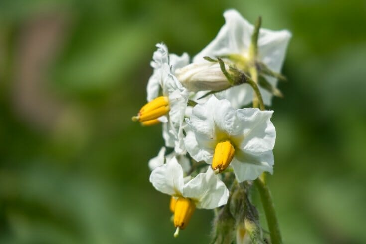 Closeup of white potato blossoms with bright yellow centers.