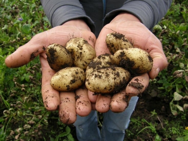Potatoes being held out in hands towards the camera. Both potatoes and the hands are covered in dirt. Garden background.