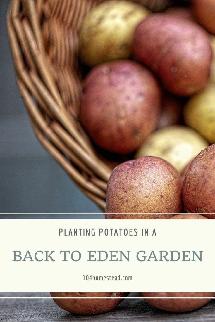 A mixture of red and white potatoes spilling from a basket on a gray backdrop.