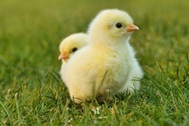 Two very young yellow chicks standing on the lawn.
