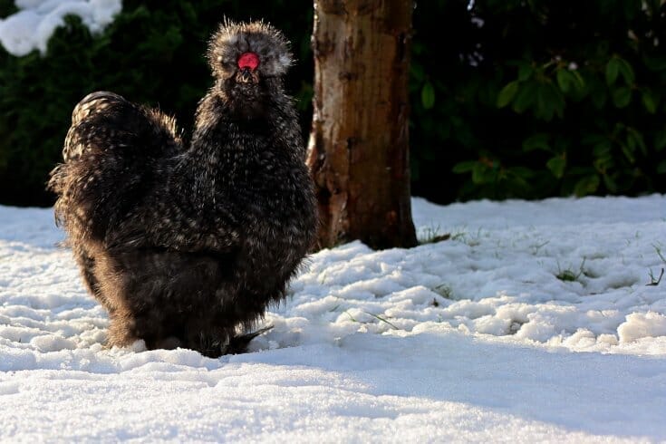 Beautiful black silkie rooster looking at the camera while standing in snow with greenery in the background.