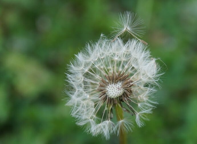 Closeup of a dandelion growing in my back to eden garden. It transitioned to seeds and one seed is about to blow away.