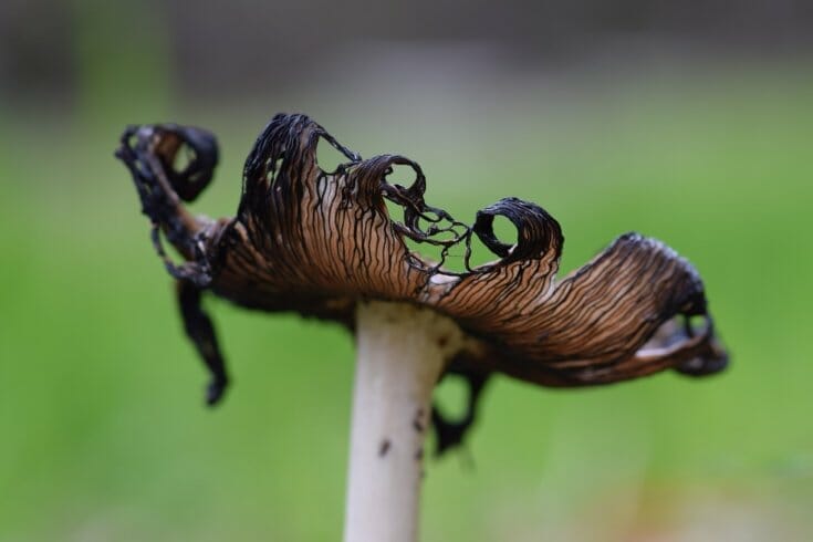 Ink mushroom starting to decompose.