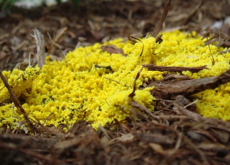 Yellow foamy mold growing on wood chips in my back to eden garden.