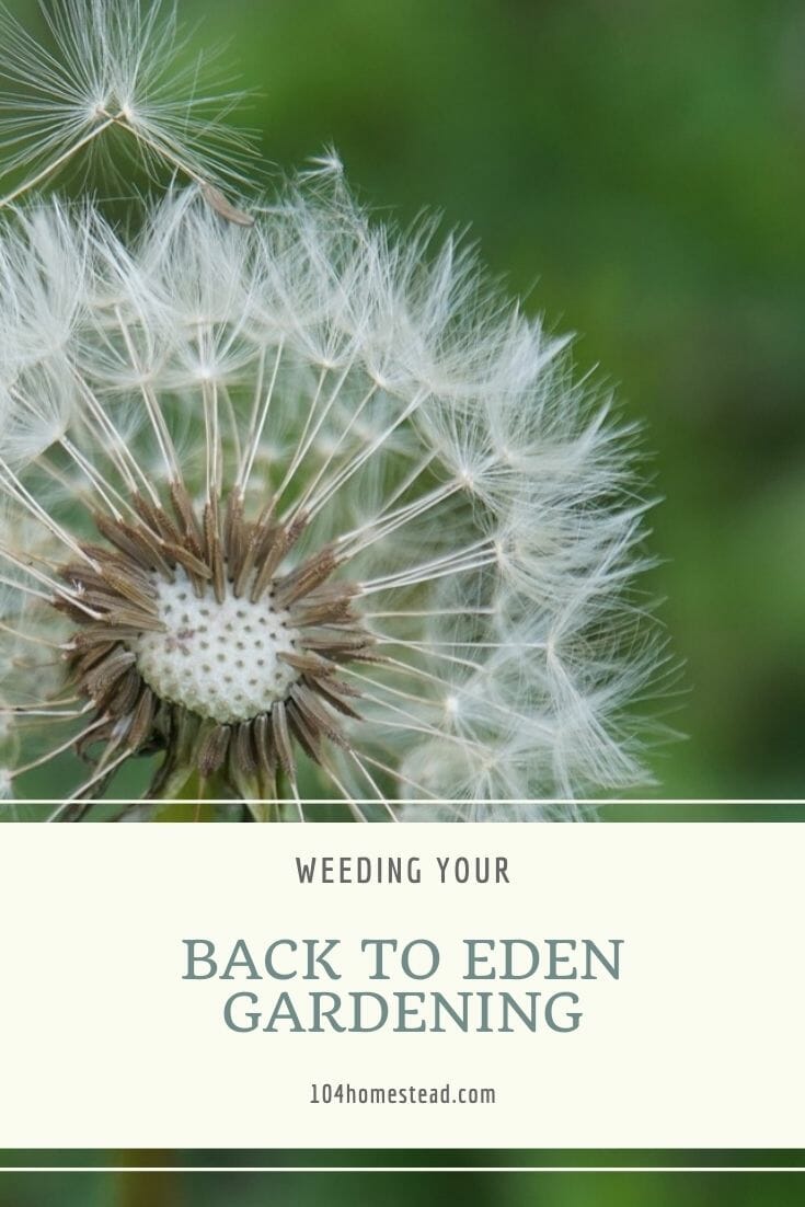 Closeup of a dandelion growing in my back to eden garden. It transitioned to seeds and one seed is about to blow away.