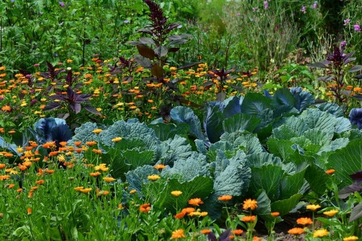 Beautiful sunny garden with calendula and cabbage.