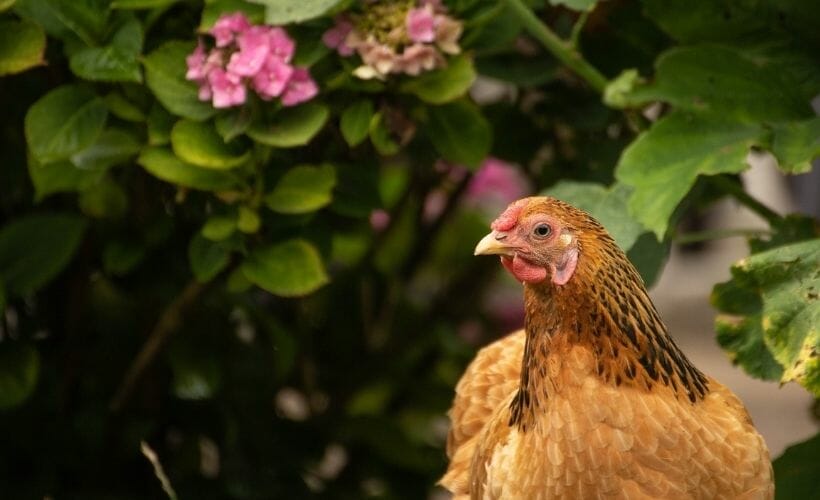 A chicken playing outside next to a flowering hydrangea.