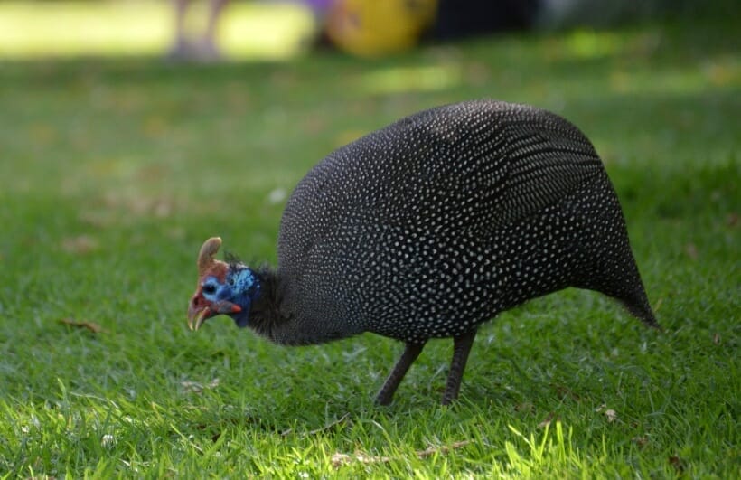 A helmeted guinea cock searching the grass for bugs.