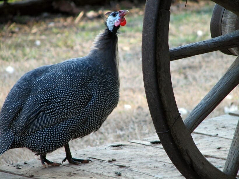 A pearl guinea hen checking out a wooden wagon wheel.