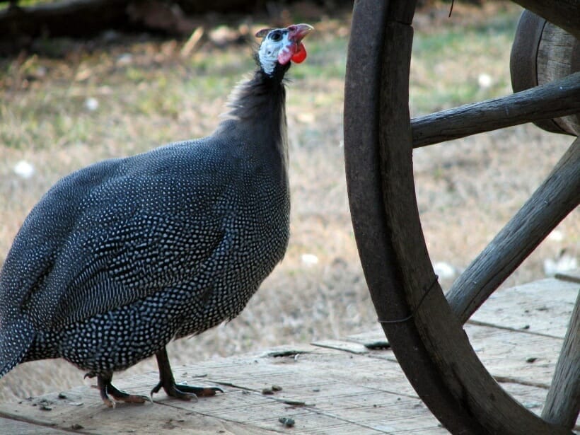 A pearl guinea hen checking out a wooden wagon wheel.