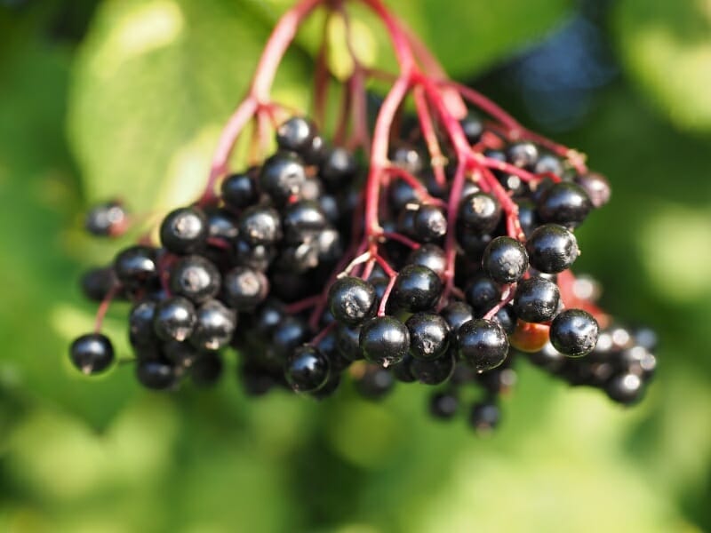 A close up view of black elderberries with their red colored stems.