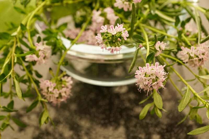Freshly picked flowering thyme.