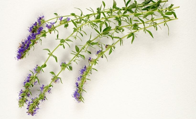 A close up of several hyssop branches.