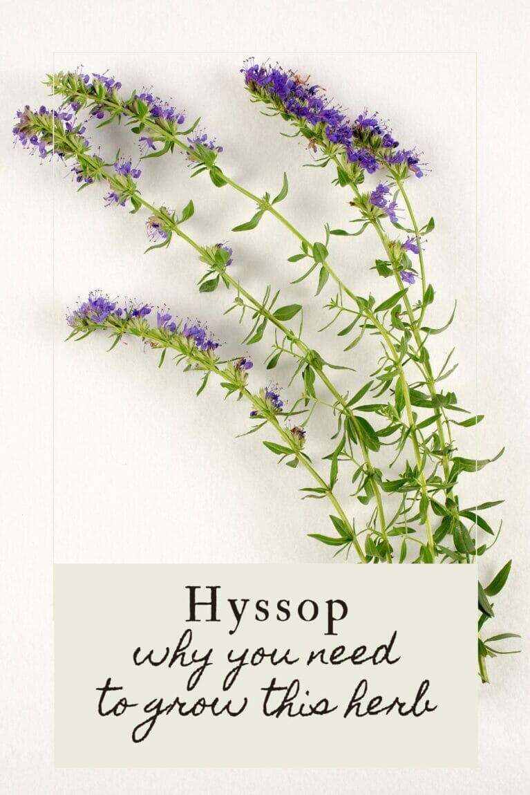 A pinterest-friendly graphic promoting hyssop in the garden.