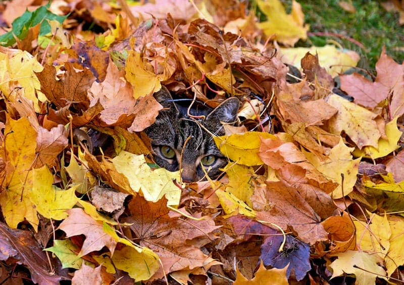 A gray tiger cat hiding in a pile of leaves.