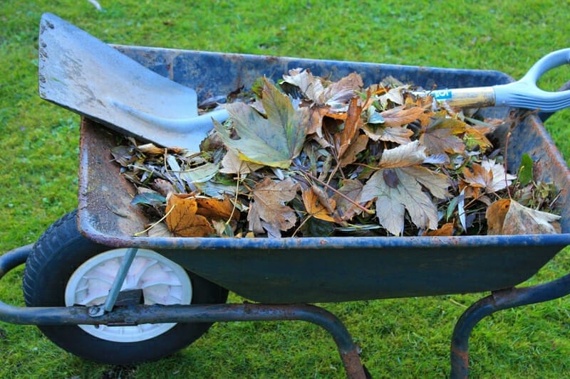A wheelbarrow filled with an assortment of leaves.
