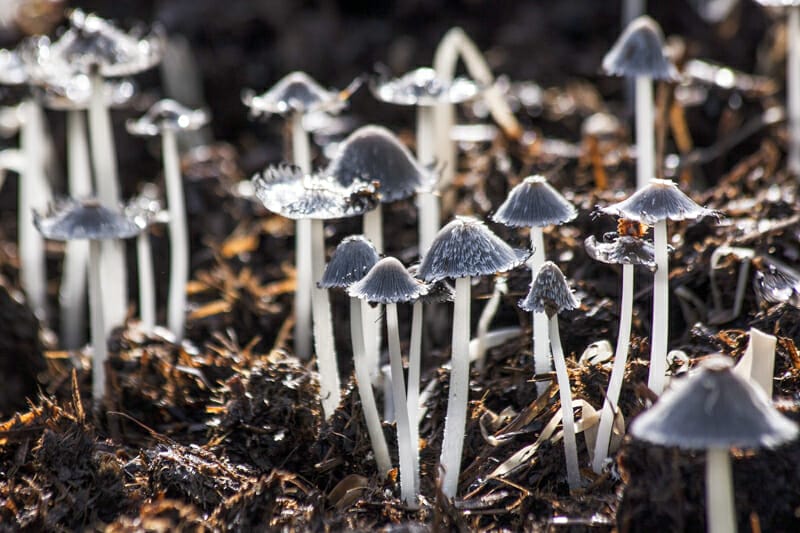 Toadstools growing out of the forest floor.