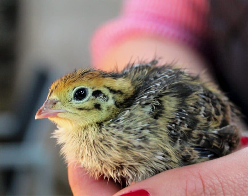 Holding a quail chick after her spraddle leg has recovered.