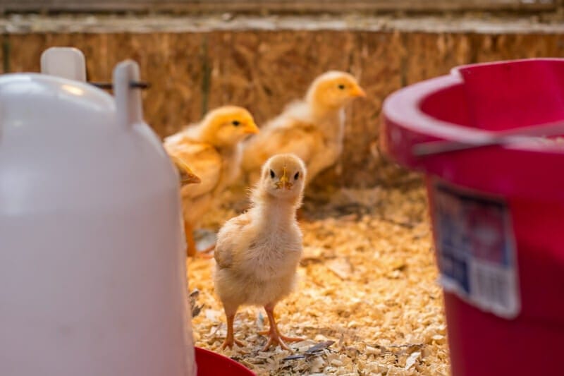 Super cute yellow meat bird chick peeking around the waterer.