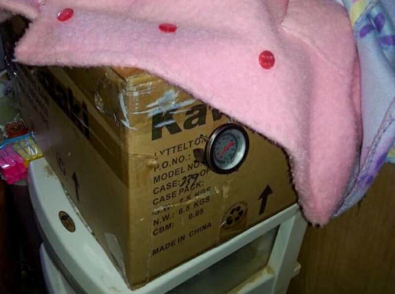 An incubator made from a cardboard box with a meat thermometer temperature gauge.