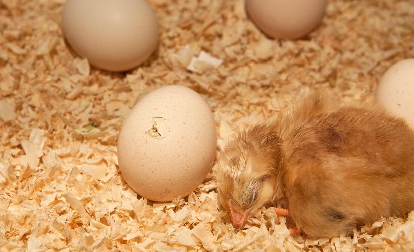 A freshly hatched chick and a pipped egg.