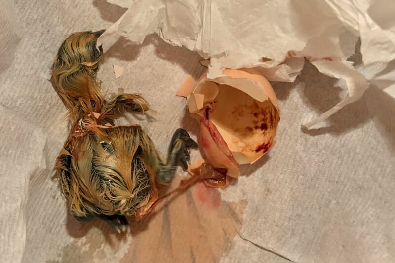 A freshly hatched chick laying next to its egg.
