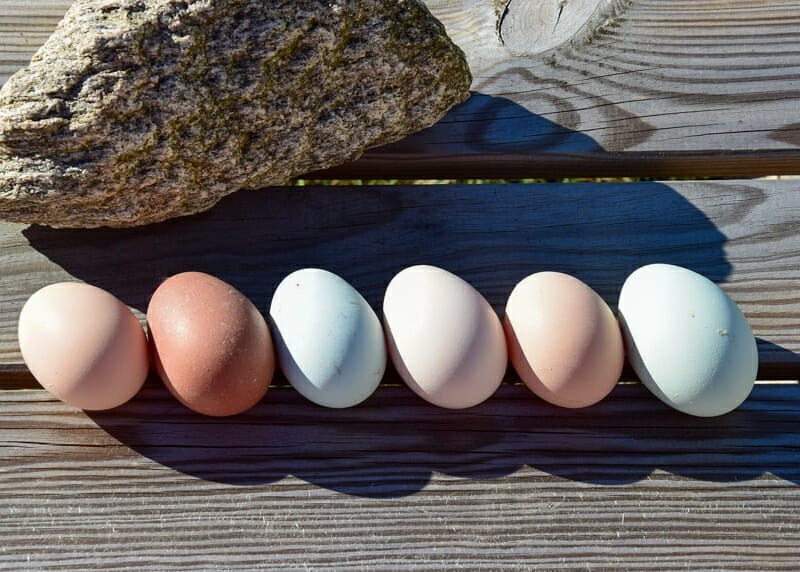 Egg Anatomy What Makes the Eggshells Different Colors