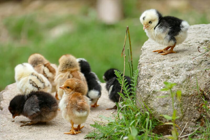 Brand new baby chicks exploring outside.