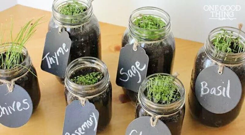 Fresh herbs growing out of mason jars with little chalkboard labels.