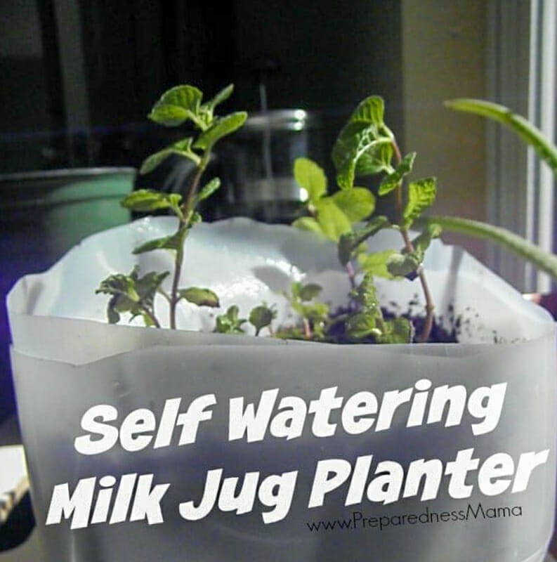 A self watering milk jug planter.