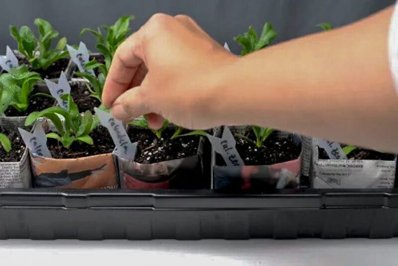 Milk jug plant markers.
