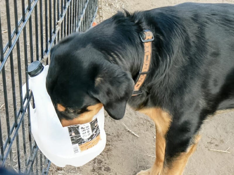 A dog drinking out of a milk jug.