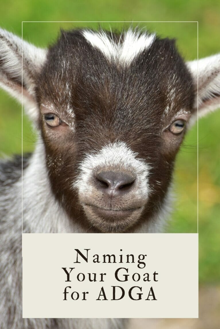A pinterest-friendly graphic promoting naming your dairy goat according to ADGA rules.