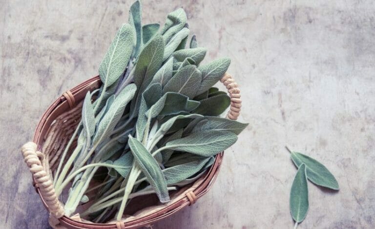 Sage: A Culinary & Medicinal Herb [+ Thanksgiving Stuffing Recipe]