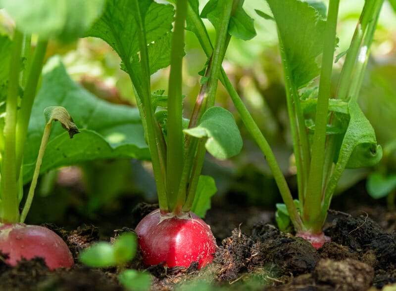 Radishes in the sunlight.