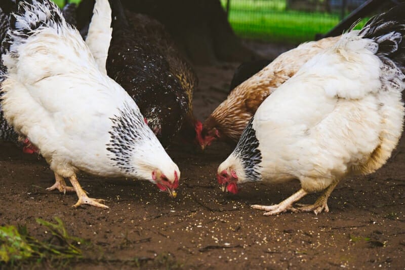 Chickens enjoying sprouted seeds on the ground.