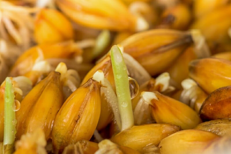A closeup of a barley seed sprout.