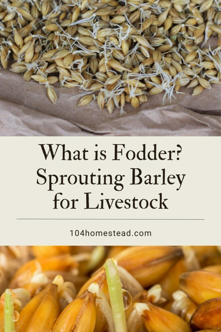 A pinterest-friendly graphic promoting sprouting barley for livestock fodder.