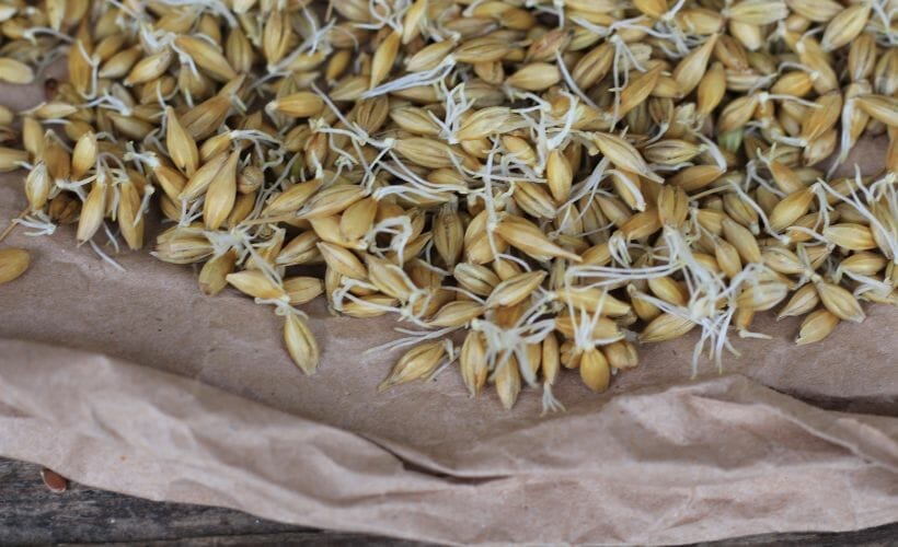 Sprouted barley seeds in a paper bag.