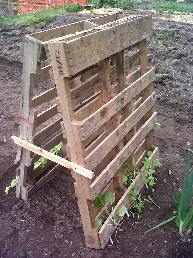 An A-frame trellis made from two pallets.