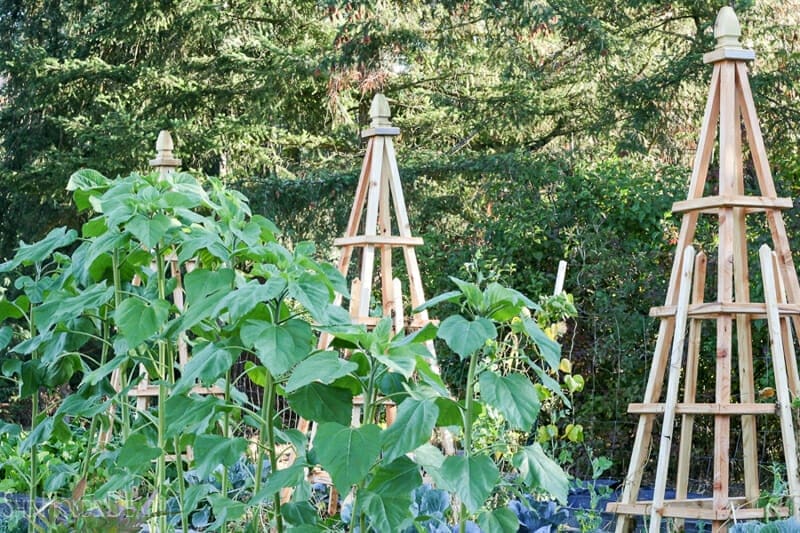 Tuteur trellises made from inexpensive lumber.