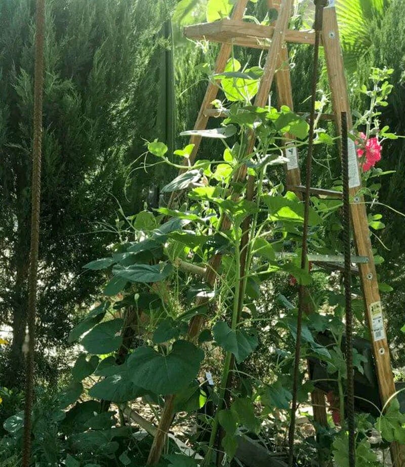 A wooden ladder trellis with squash.