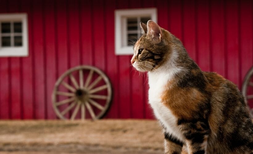 A barn cat sitting on a fence post with the barn in the background.